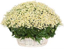 Цветочная композиция из Ромашки в корзине #REPLACE_PRED# Михнево